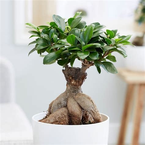 ficus microcarpa ginseng 中文